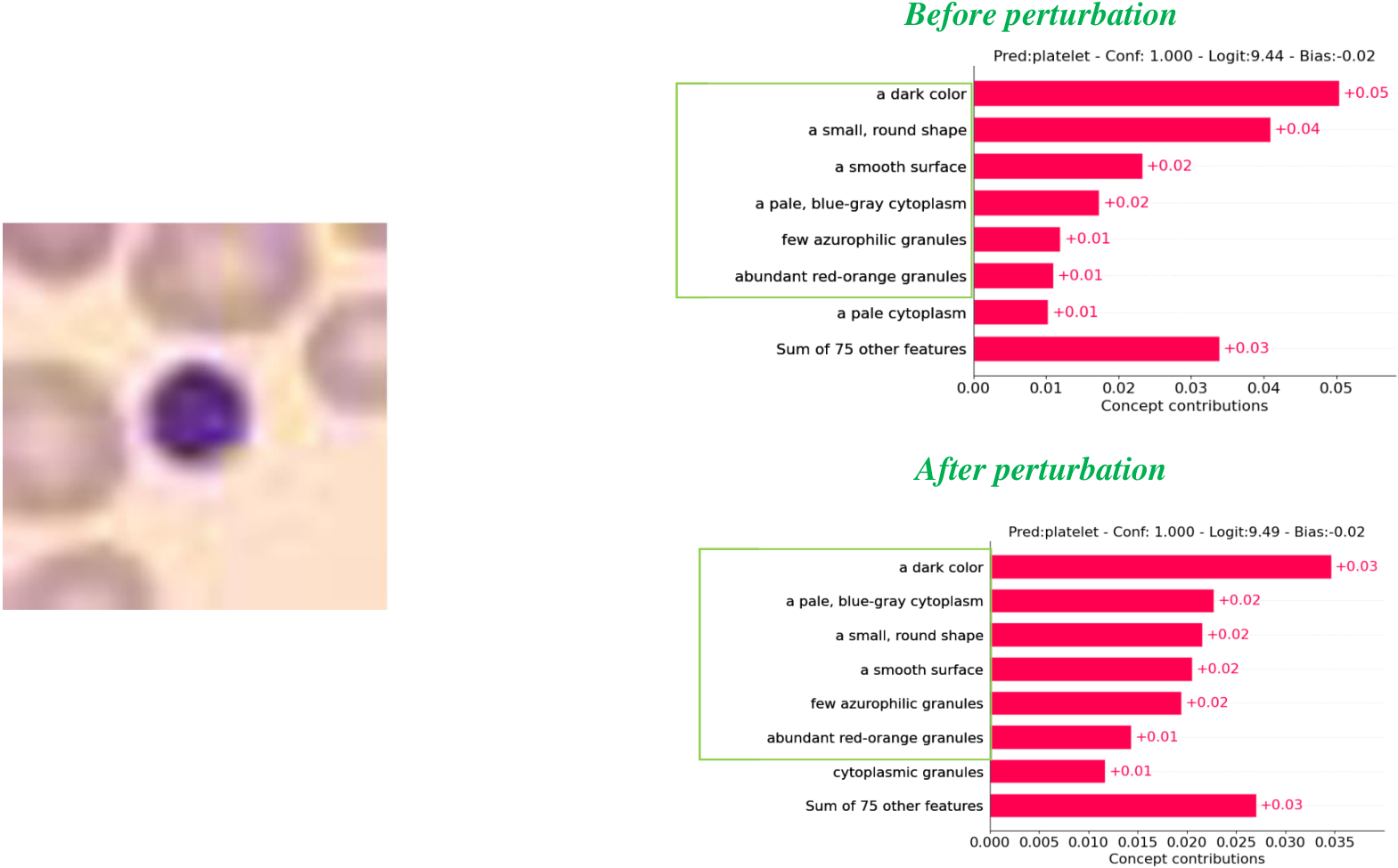Concept weights BloodMNIST